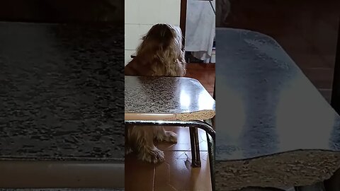 #dogshow , #animals , #dogs , #shorts