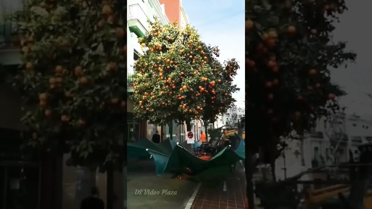 Apples 🍎 & Technology