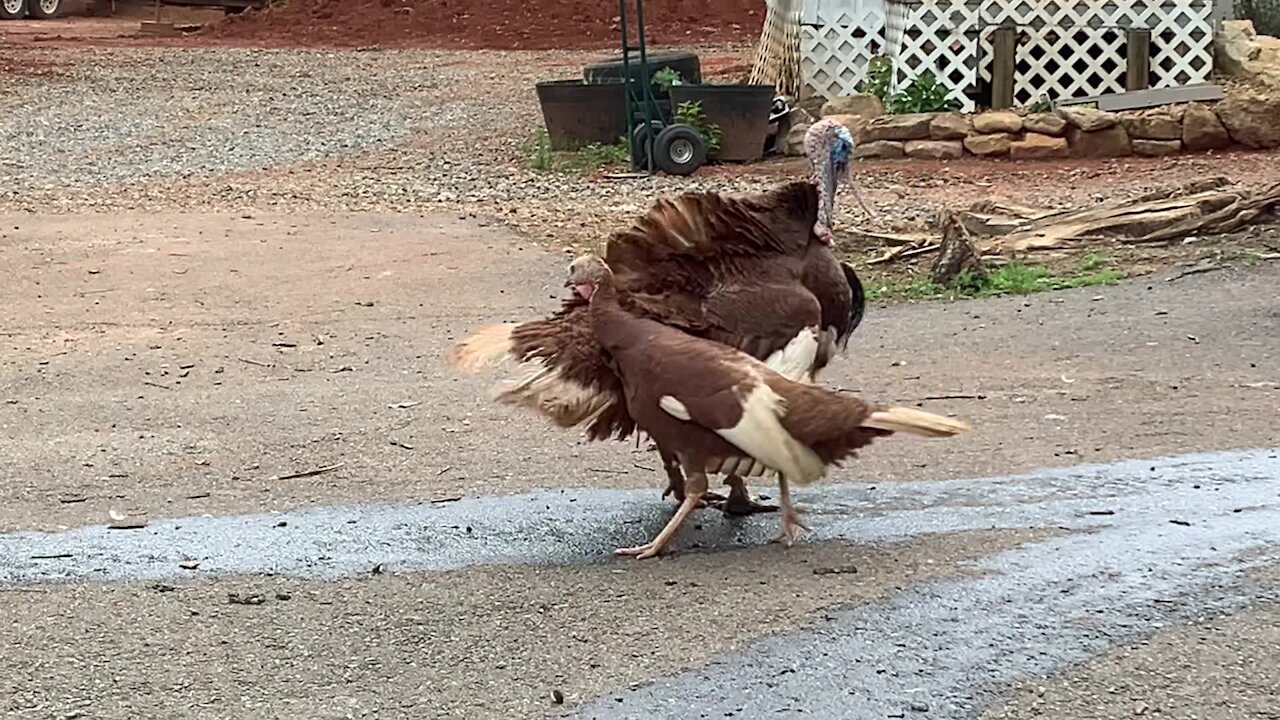 Pair of turkeys won't stop walking in circles