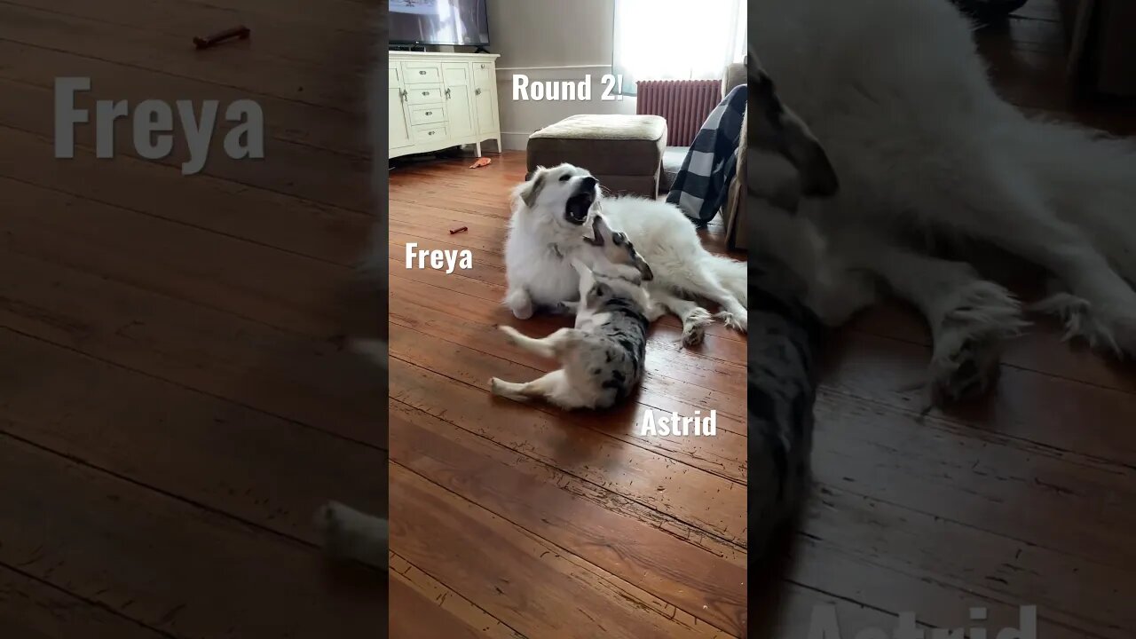 Astrid and Freya are at it again 🤪 #farmlife #cute #corgi #greatpyrenees