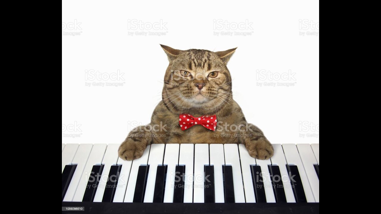 Cat pianist