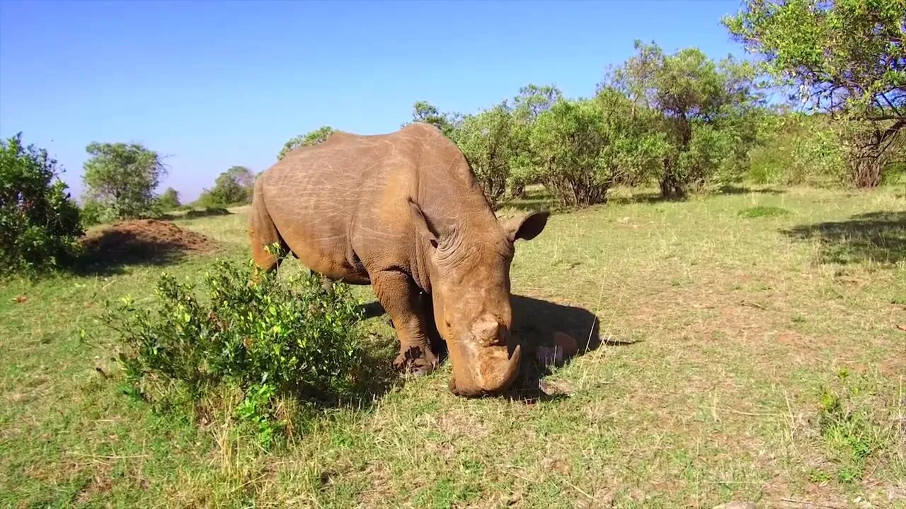 Rhinoceros is a sedentary animal3