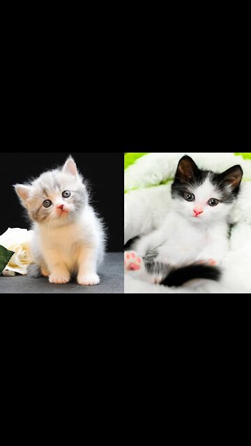 OMG_So_Cute_Cats_💝_Super_Cute_Cats♥️_Cute_and_funny_cats_videos_♥️Best_funny_cat_videos21