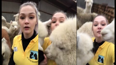 DE ALPACABOERDERIJ ZOEKT PERSONEEL