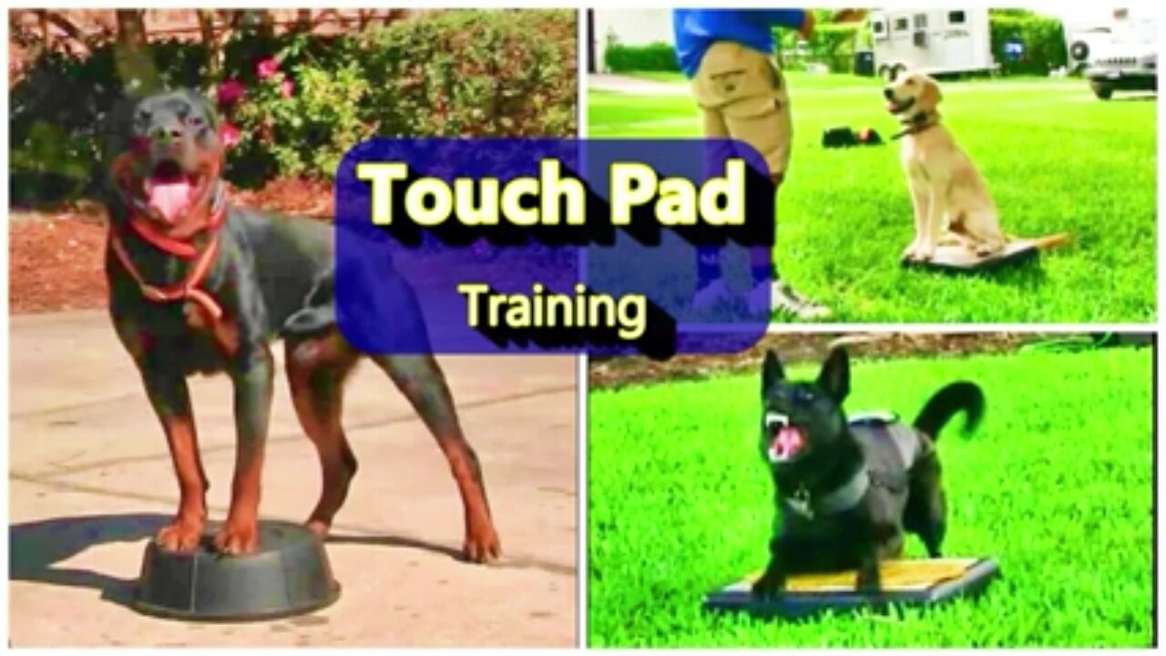 Everyone needs this dog training skill l touchpad training