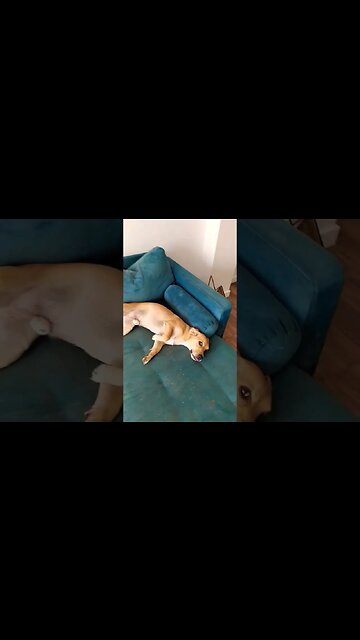 MAS QUE CACHORRO FOLGADO! #7