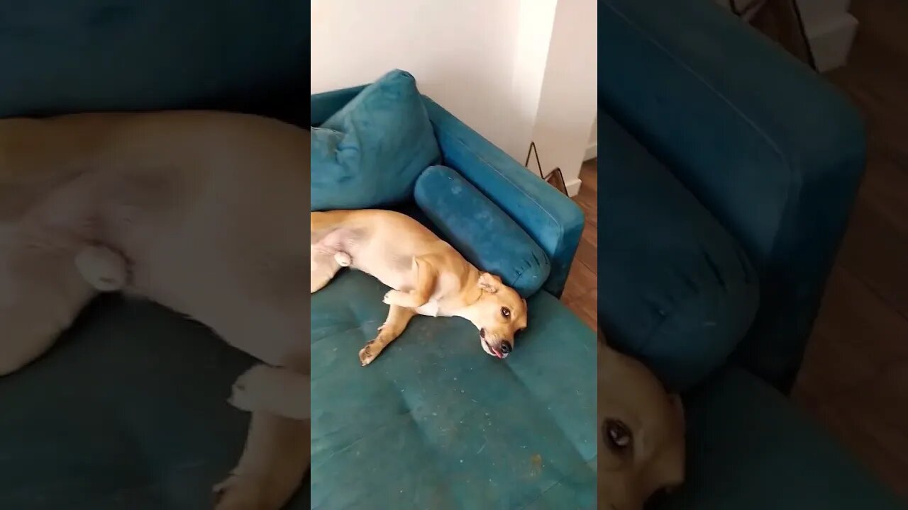 MAS QUE CACHORRO FOLGADO! #7