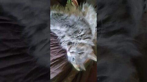 cat sleeps funny. #cat #funnypets #catshorts