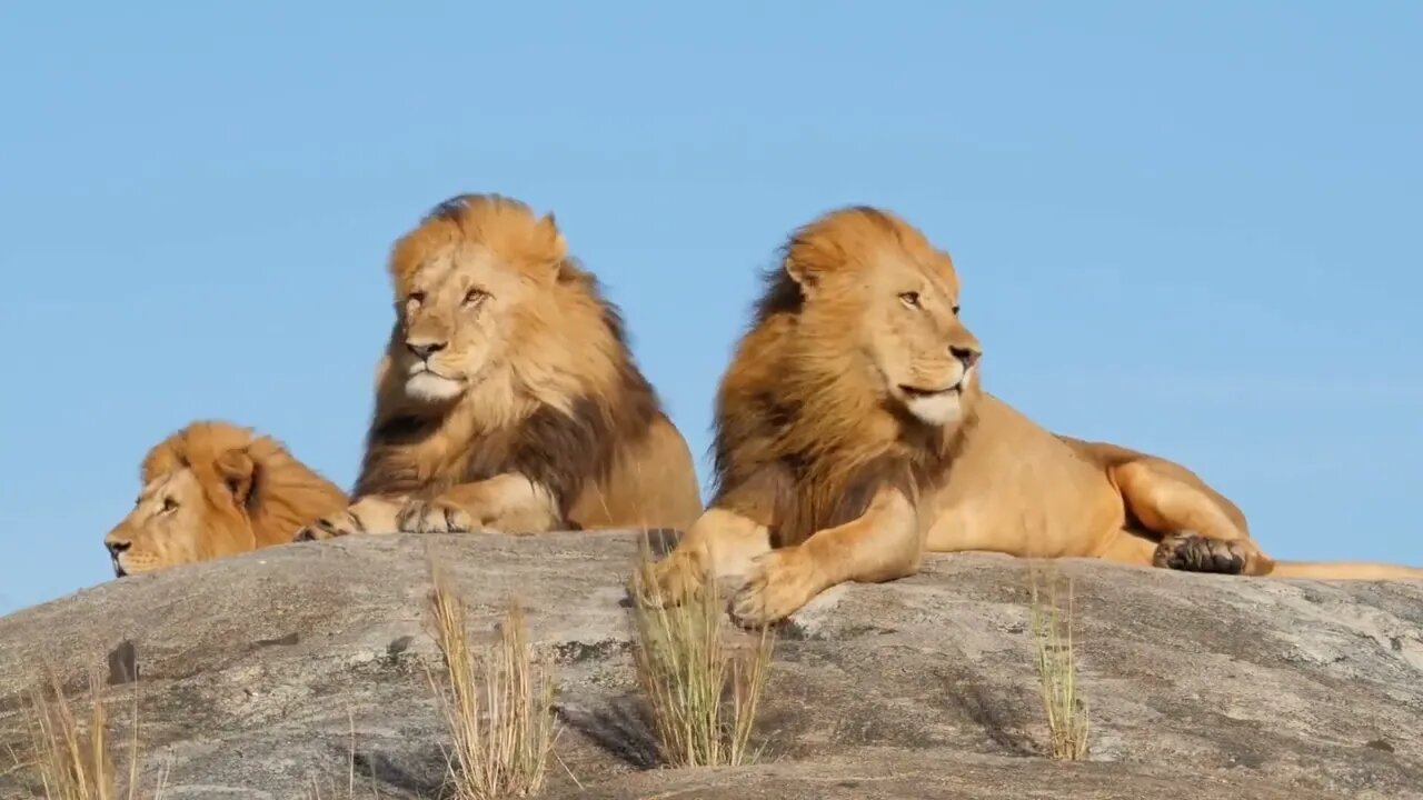 Wild life Animal. Safari Tour, Natural Beauty Video