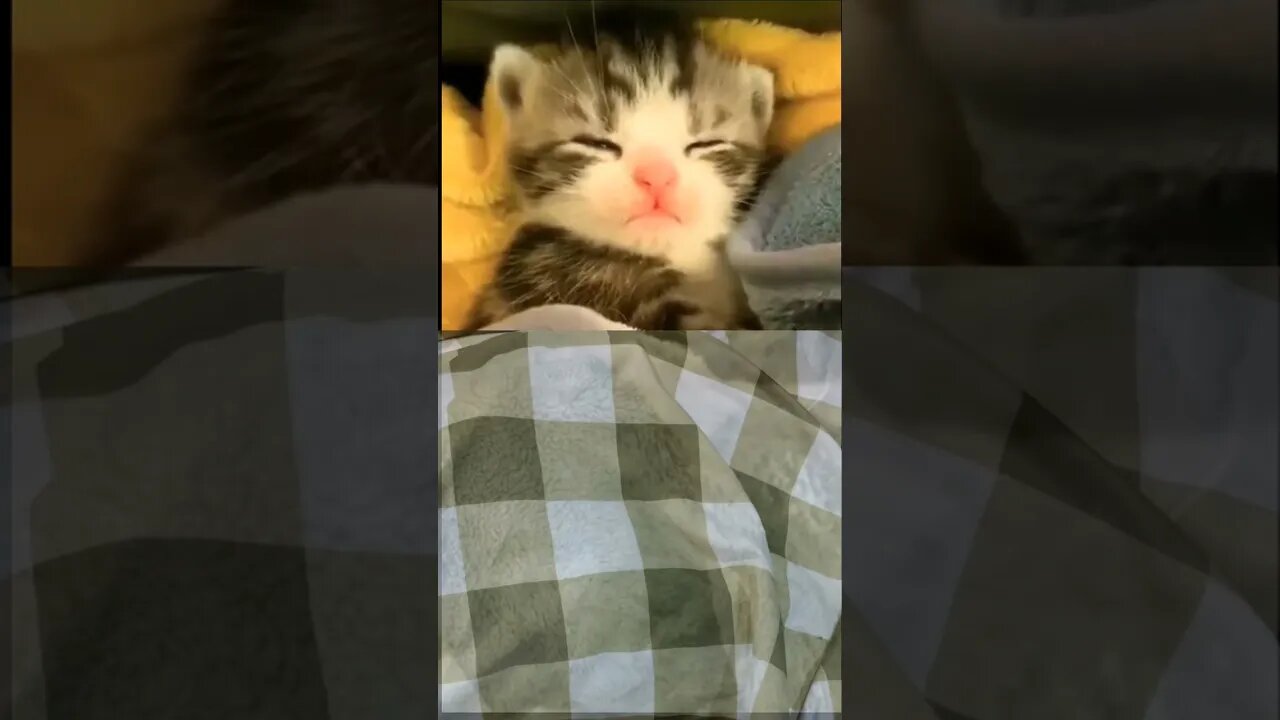 CUTE KITTEN