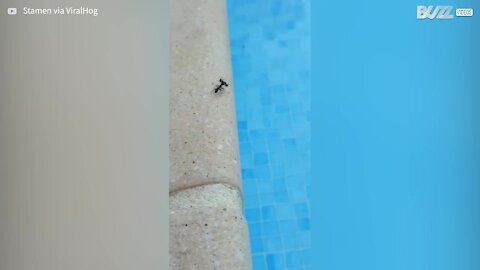 Formiga atira formiga morta para dentro de piscina!