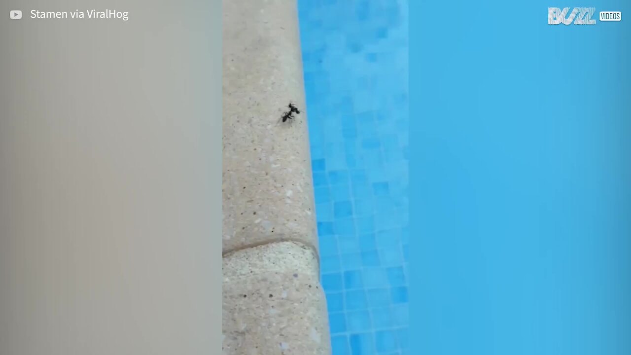 Formiga atira formiga morta para dentro de piscina!