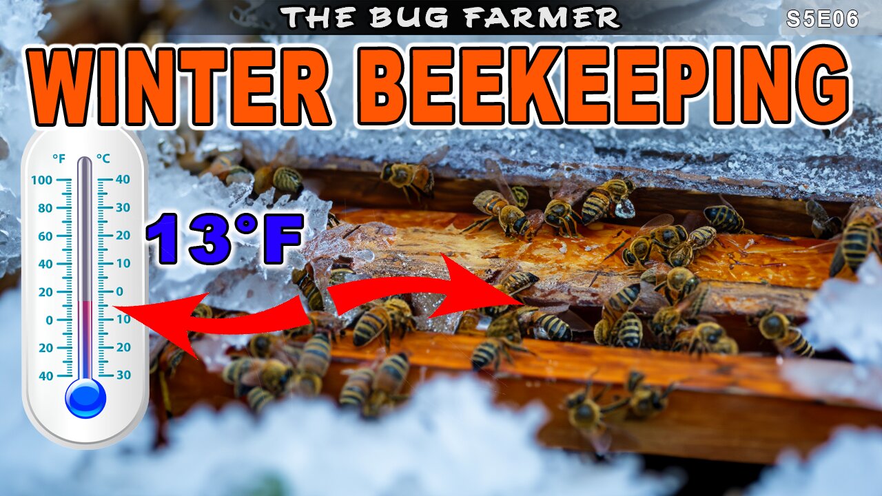 Beekeeping in 13F Freezing Weather | Winter Beekeeping #bees #beekeeping101 #beekeeping