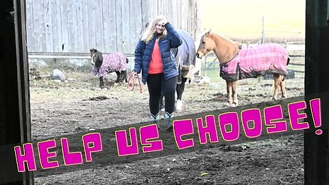 Help Us Choose Her New Horse