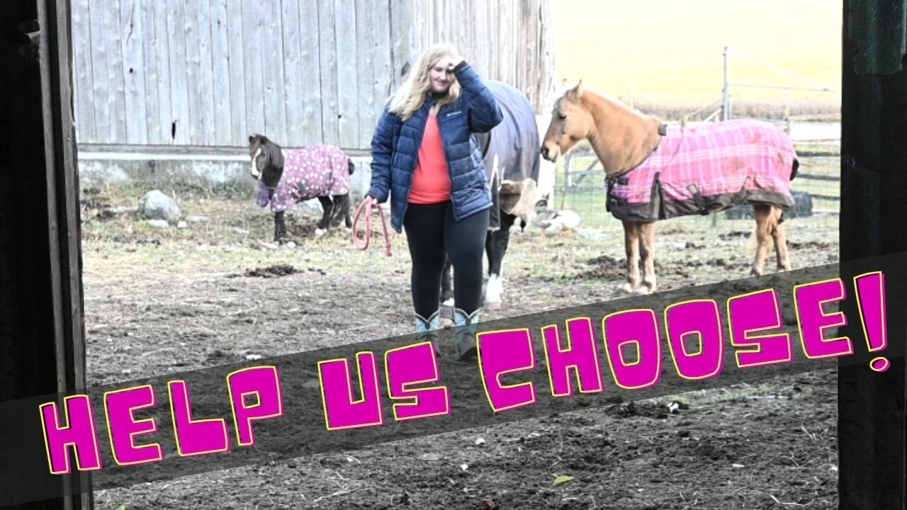Help Us Choose Her New Horse
