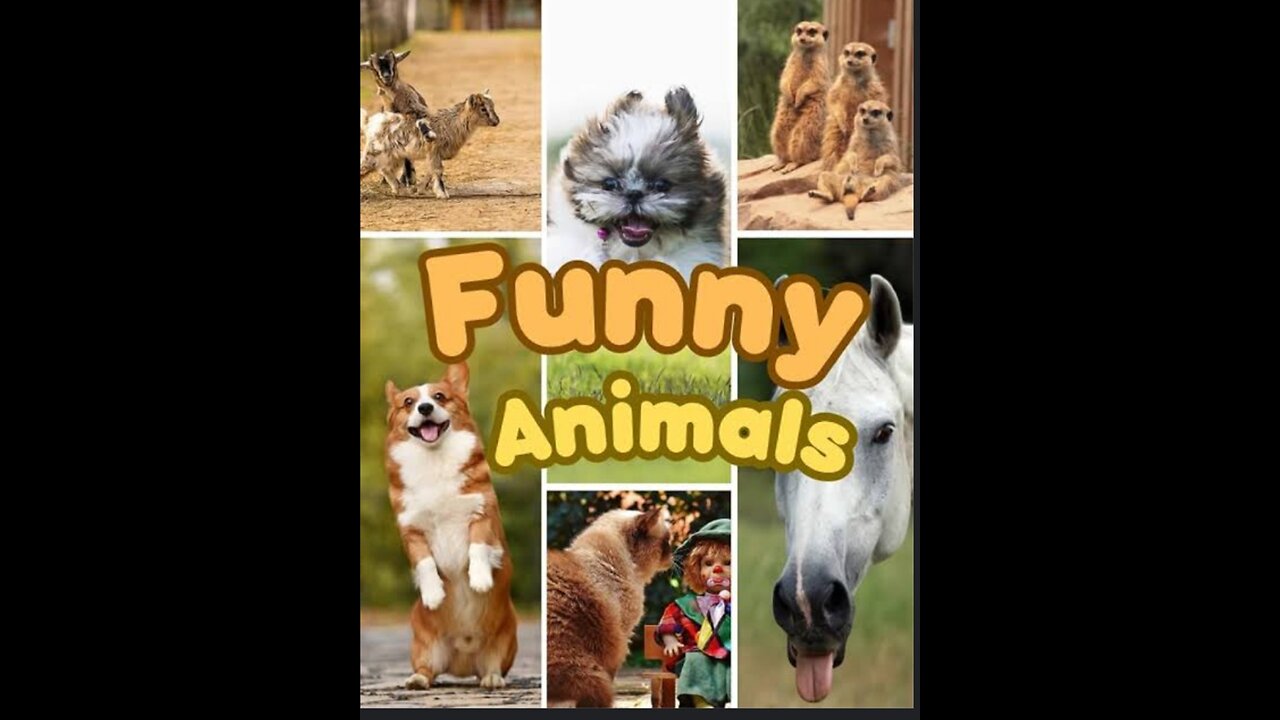 Try not to laugh😄! Animals funny videos