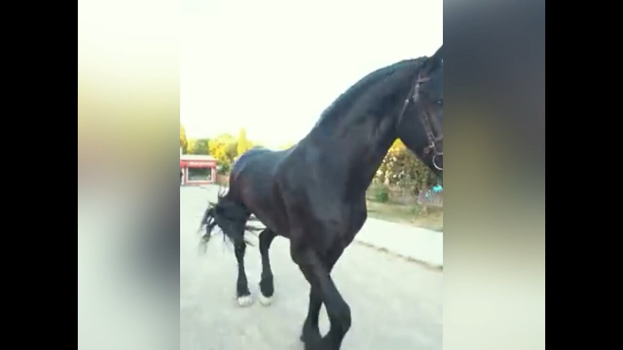 #Friesianhorse خيل الفريزيان