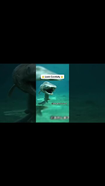 Extinct Animals Caught On Camera #shorts