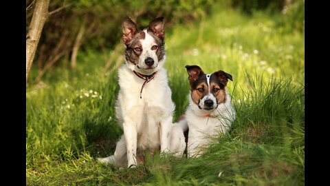 Beautiful and cute, smart and strong dogs