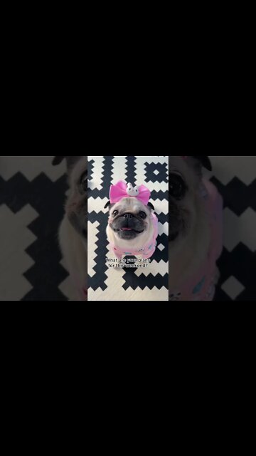 Who else planned to do a whole lotta nothing this weekend?🥰 #puglover #pug #puglover #shorts