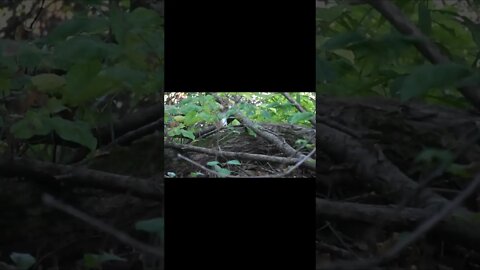 Chipmunk Eating Nuts!