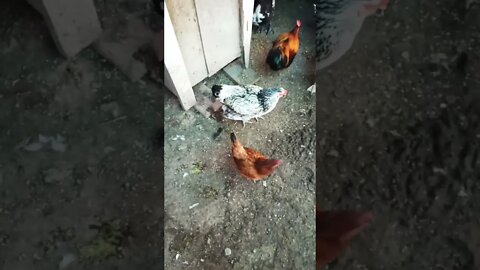 Good morning Rhiannon Rusty and P2 . 3rd December 2022