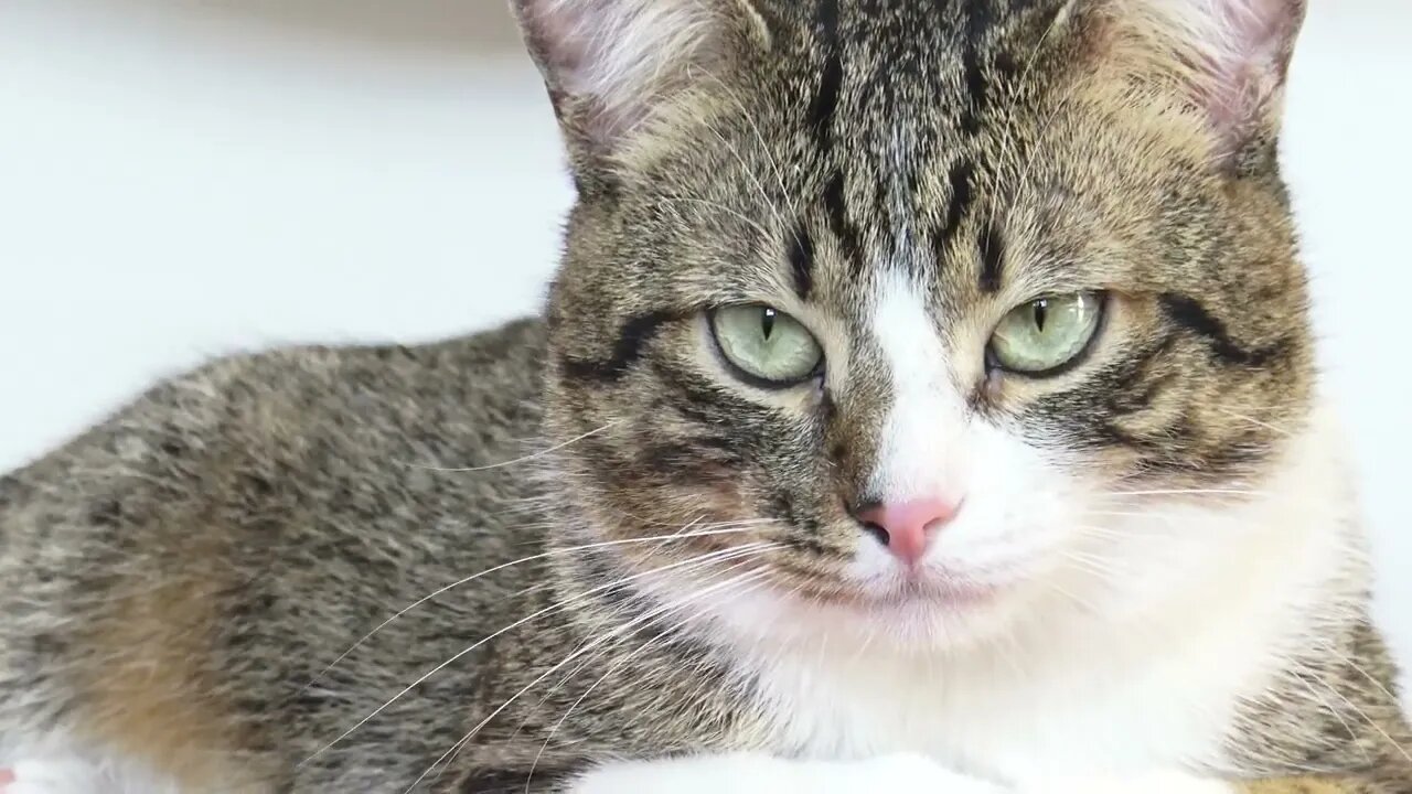 A Fluffy Cat with Green Eyes