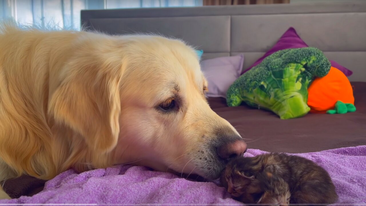 Golden Retriever Meets Newborn Kittens for the First Time!