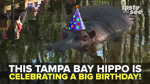 Lu the Hippo celebrates 59th birthday | Taste and See Tampa Bay