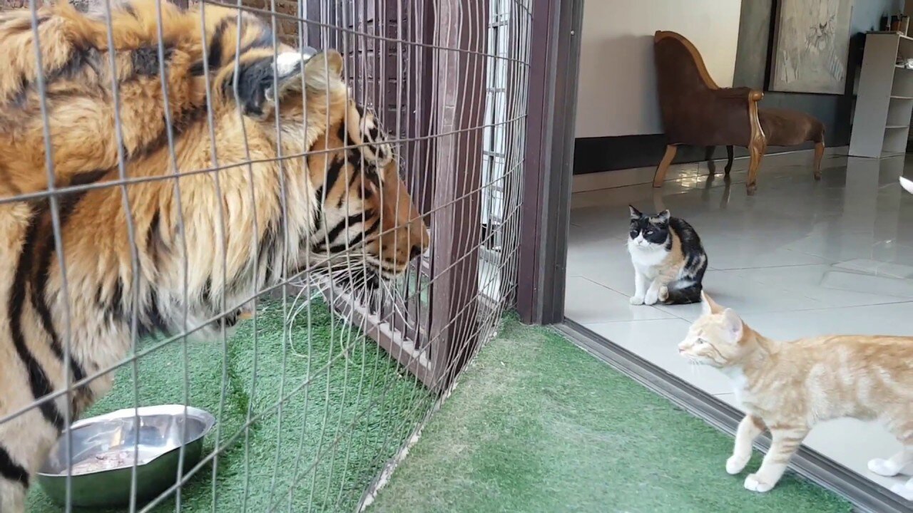 Mother cat looking out for kittens safety by the tiger and cats fight