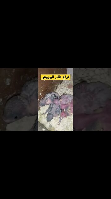 poussins d'oiseaux de perruche fna