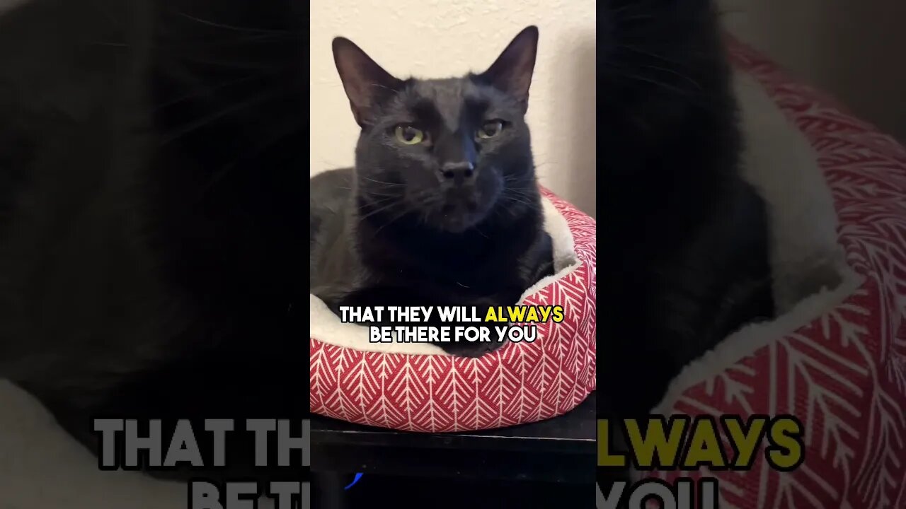 Loyalty is based on food❤️ #cat #blackcat #leonthecatdad #leontcd #food #relationship #relatable