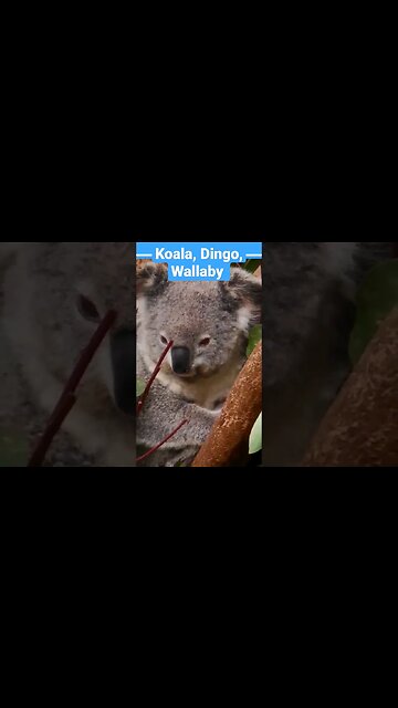 🦘Country FUN facts Australia Koala Kangaroo #shorts