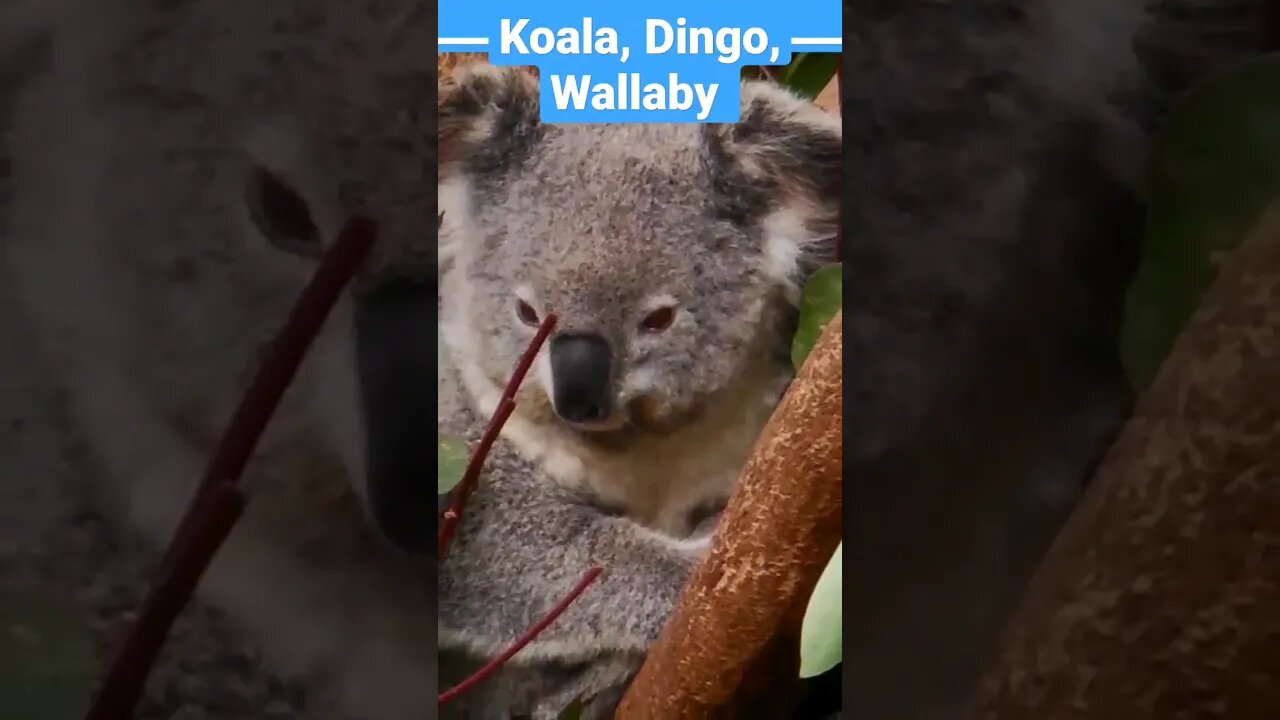 🦘Country FUN facts Australia Koala Kangaroo #shorts