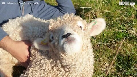 Ce mouton adore les papouilles sur le ventre