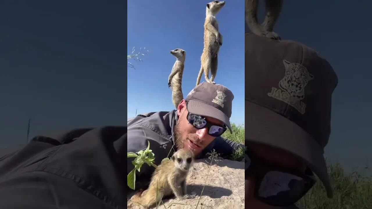 Making friends with meerkats
