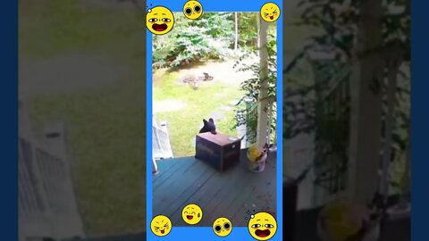 Porch Pirate Bear 😍 #shorts