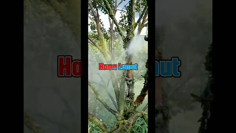 Hama Lumut tumbuhan Jeruk