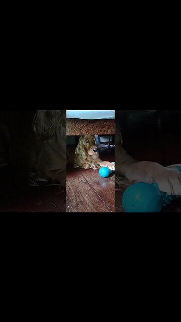 #dogshow, #amimals, #dogs, #shorts