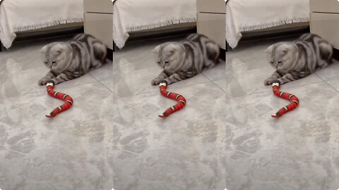 Kitten playing with a toy cover