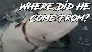 Tracking Down The Mysterious Origin Of The Russian Spy Whale
