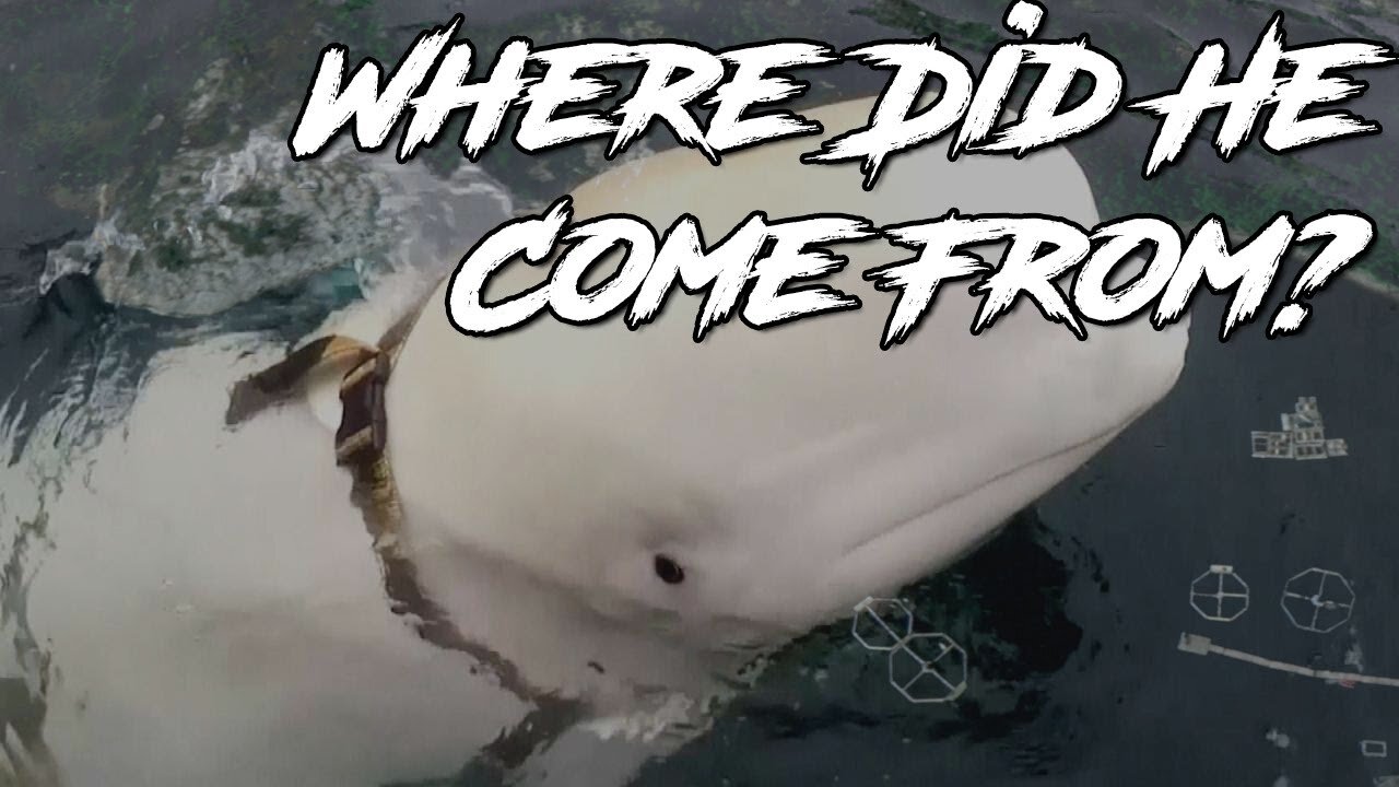 Tracking Down The Mysterious Origin Of The Russian Spy Whale