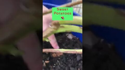 Thank you 🙏❤️ #shorts #viral #trending #garden