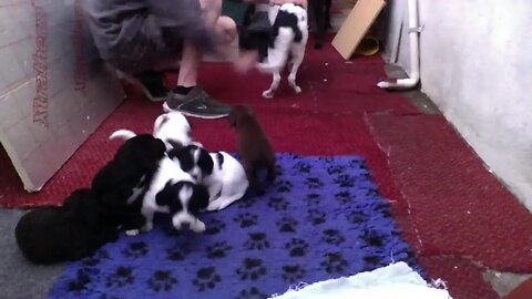 Puppy Feeding Worming And Birthday
