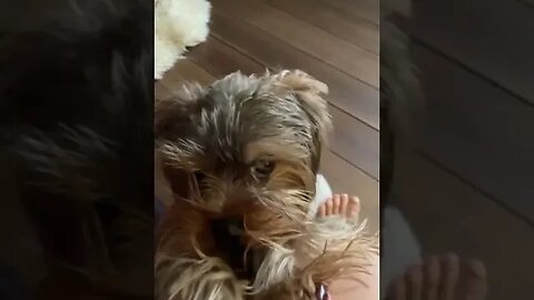 Dog Enjoying With Owner #petvideos