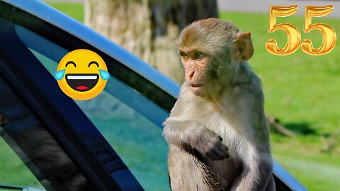 Rebellious Animals 😬😬 || Funny Dog and Cat Reaction Video #55