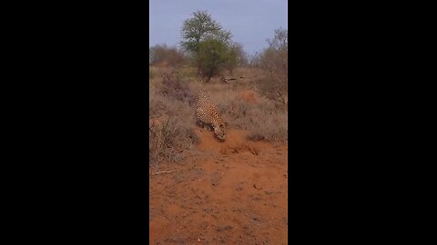 how the chit hunted the wild boar