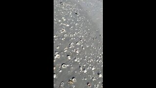 Morning walk along the beach