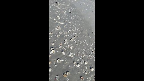 Morning walk along the beach