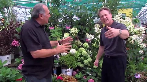 Hydrangeas - Various Varieties